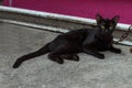 Black cat laying down Royalty Free Stock Photo