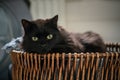 Black cat laying down in wicker bathroom basket. Lazy domestic pet resting indoors Royalty Free Stock Photo