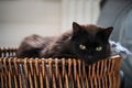 Black cat laying down in wicker bathroom basket. Lazy domestic pet resting indoors Royalty Free Stock Photo