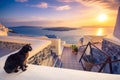 A black cat on a ledge at sunset at Fira town, with view of caldera, volcano and cruise ships, Santorini, Greece. Royalty Free Stock Photo