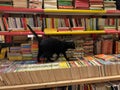 Black cat at the Libreria Acqua Alta, Bookstore High Tide in Venice, Italy