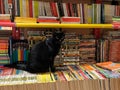 Black cat at the Libreria Acqua Alta, Bookstore High Tide in Venice, Italy