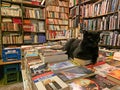 Black cat at the Libreria Acqua Alta, Bookstore High Tide in Venice, Italy