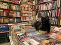 Black cat at the Libreria Acqua Alta, Bookstore High Tide in Venice, Italy