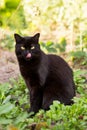 Black cat licked outdoors nature in green grass Royalty Free Stock Photo