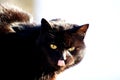 Black cat licking its snout - bright blurred background Royalty Free Stock Photo