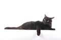 Black cat lie and relax isolated