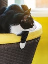 Black cat lies on its paw on yellow sofa. The joy of pet resting comfortably on soft cushions seat in living room. The cat rests