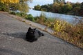 The black cat lies on the river bank. Southern Bug. Vinnitsa.