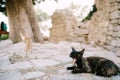 A black cat lies on the road and yawns against a blurred background of a tree trunk and a stone building. Royalty Free Stock Photo