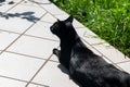 Black cat lies in the sun on a terrace Royalty Free Stock Photo