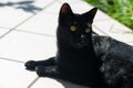 Black cat lies in the sun on a terrace Royalty Free Stock Photo