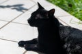 Black cat lies in the sun on a terrace Royalty Free Stock Photo