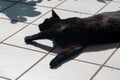 Black cat lies in the sun on a terrace Royalty Free Stock Photo