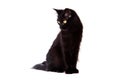 Black cat with long hair looking down Royalty Free Stock Photo