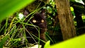 A black cat look after his prey with sharp staring Royalty Free Stock Photo