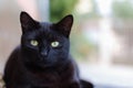 Black cat looking at the camera Royalty Free Stock Photo