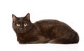 Black cat looking at camera. isolated on white background Royalty Free Stock Photo