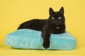Black cat looking at the camera lying on a blue cushion on a yellow background