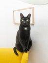 Black cat looking at the camera sitting sentÃÂ¡ndose en una butaca amarilla Royalty Free Stock Photo