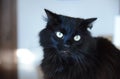 Black cat looking cute Royalty Free Stock Photo