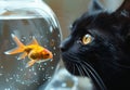 Black cat is looking at goldfish in bowl. A black cat staring at goldfish in fish bowl Royalty Free Stock Photo