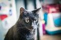 A black cat looking at something sitting inside a flat Royalty Free Stock Photo