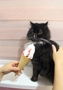 black cat looking to s ice cream in a waffle cup. Surprised cat with ice cream