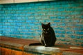 Black cat looking you Royalty Free Stock Photo
