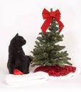 Black cat looks at Christmas tree Royalty Free Stock Photo