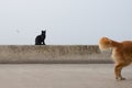 Black Cat Looks at Golden Retriever