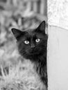 Black cat looks out from around the corner of the house, black and white vertical photo Royalty Free Stock Photo