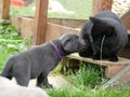 Labrador Retriever charcoal puppy kiss a cat