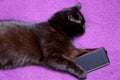 Black cat loves to eat with a knife and fork because he feels that he has become a member of this family for good. Royalty Free Stock Photo