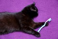 Black cat loves to eat with a knife and fork because he feels that he has become a member of this family for good. Royalty Free Stock Photo