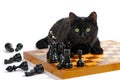 Black cat lyiing on the chessboard