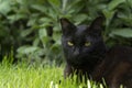 Black cat lying andresting  in a safe spot in the green grass in the garden looking at the camera Royalty Free Stock Photo