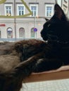 Black cat lying on the bed in the morning.