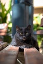A black cat is lying on the bench Royalty Free Stock Photo
