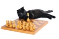 Black cat lying on the chessboard playing with figures