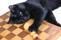 Black cat lying on the chessboard playing with figures