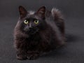 Black cat lying down facing the camera on a dark background. Royalty Free Stock Photo