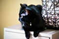 Black Cat Royalty Free Stock Photo