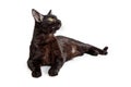 Black Cat Lying Down Looking Side - Extracted Royalty Free Stock Photo