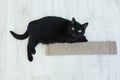 Black cat lying on  floor with a scratching post Royalty Free Stock Photo