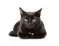 Black cat lying in front and looking at camera. isolated Royalty Free Stock Photo