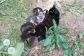 Black cat lying on the grass. Black cat feeds her cute kittens Royalty Free Stock Photo