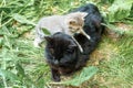 Black cat lying on the grass. Black cat feeds her cute kittens Royalty Free Stock Photo