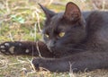 Black Cat Lying On The Grass Royalty Free Stock Photo