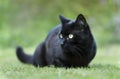 Black cat lying on the grass in the garden Royalty Free Stock Photo